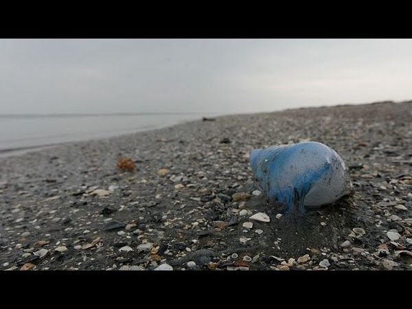 Several beaches in France close after sightings of venomous Portuguese man o'war