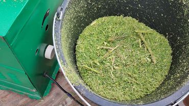 готовлю хвойный чай из молодых сосновых побегов.