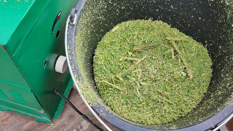 готовлю хвойный чай из молодых сосновых побегов.