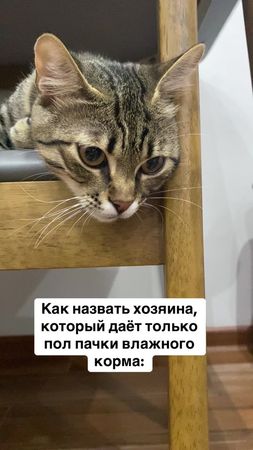 #кошка #булочка #кот #котик 