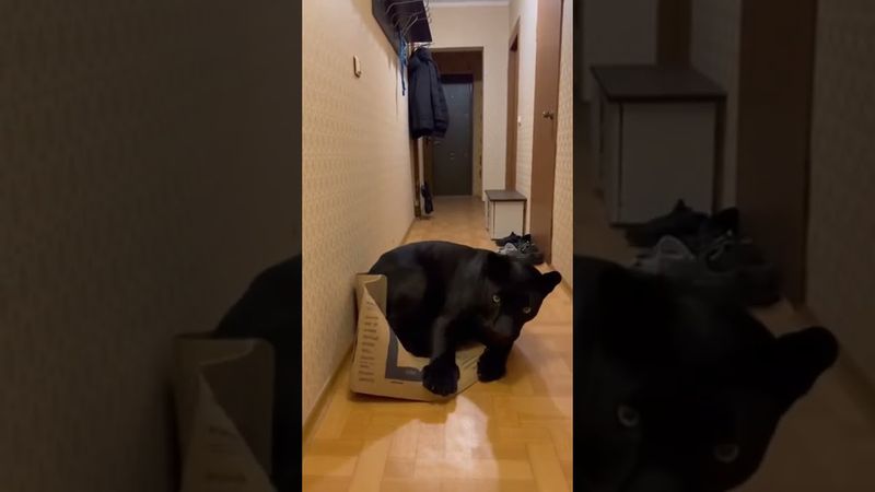 Похоже, все кошки любят коробки, даже пантеры #юмор #cat #panther