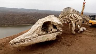 Огромное морское чудовище найдено высоко в горах Канады