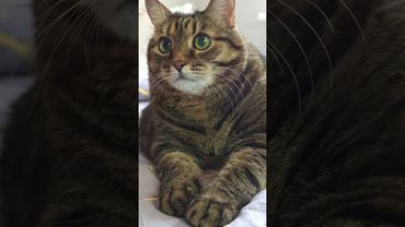 Флирт девушки 💃😺😉🤣#cat #кот #юмор #котушка #приколы #цитаты