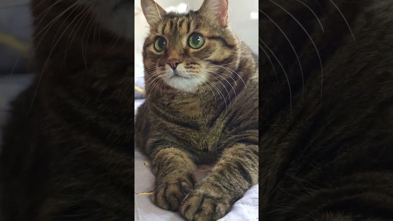 Флирт девушки 💃😺😉🤣#cat #кот #юмор #котушка #приколы #цитаты