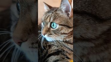 Ты сможешь ☝️😻😉❤ #cat #кот #мотивациянауспех #котушка #прикольныекоты #цитаты