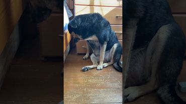 ❗️ Сенсация❗️Люсе подстригли когти🙈 Обида вечная теперь😍 #собака #собаки #люся #моясобака