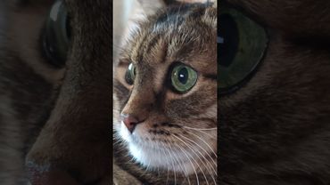 Виртуозность 🙀🤔😉🤣 #cat #кот #юмор #котушка #приколы #цитаты