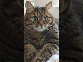 Здравый смысл ☝️🤔😼🤣 #cat #кот #юмор #котушка #приколы #цитаты #смех