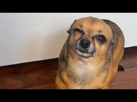 Funny Dog Fakes Injury 🤣 | Animal Bloopers
