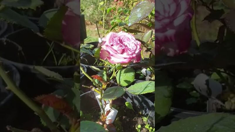 #shorts #моирозы #роза Дольчетто