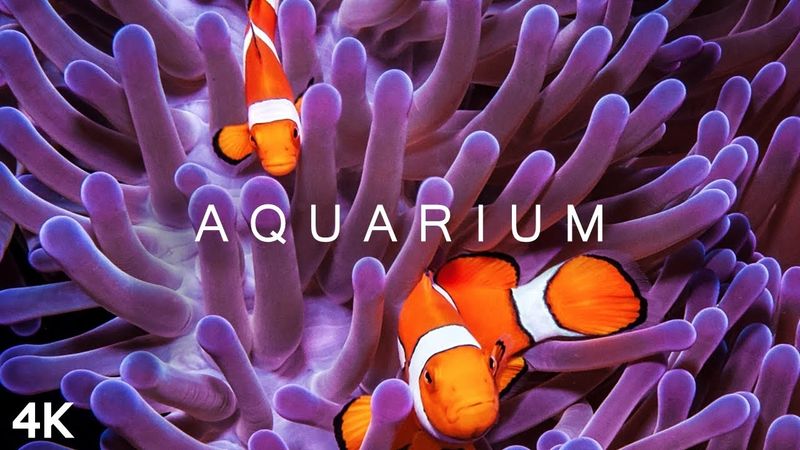 ACQUARIO 4K | 2 ORE | Serbatoi di pesce esotici Marine Underwater Relaxing Music