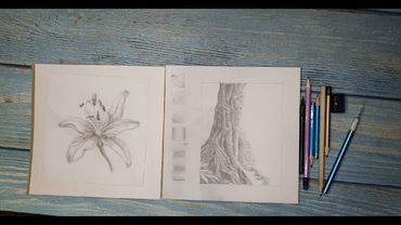 Графика карандашом. Ствол дерева.