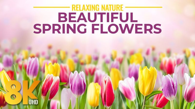 Stunning Springtime Bloom & Nature Sounds - 8K Relaxing Ambience of Spring Flowers