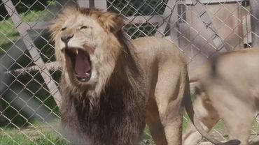 Редкие берберийские львята родились в сафари-парке в Чехии