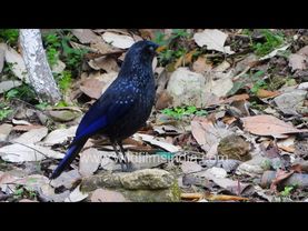 Blue Whistling Thrush in Mussoorie, sort of like the Malabar Whistling Thrush or Whistling Schoolboy
