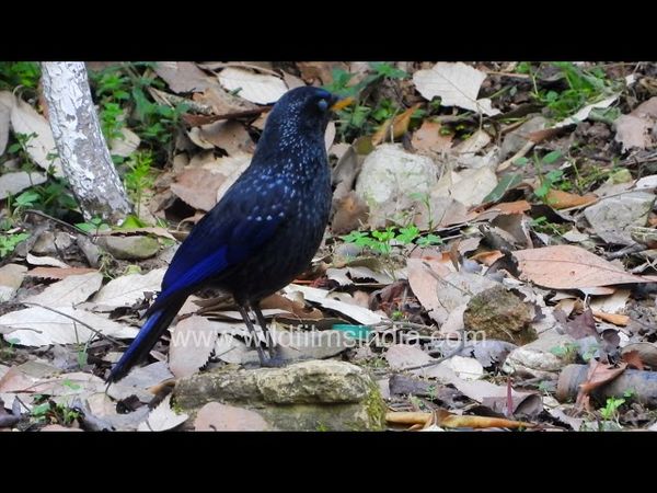 Blue Whistling Thrush in Mussoorie, sort of like the Malabar Whistling Thrush or Whistling Schoolboy