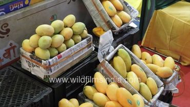 India is mango country: A true-blue Indian fruit named for its heritage as Mangifera indica