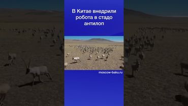В Китае внедрили робота в стадо антилоп