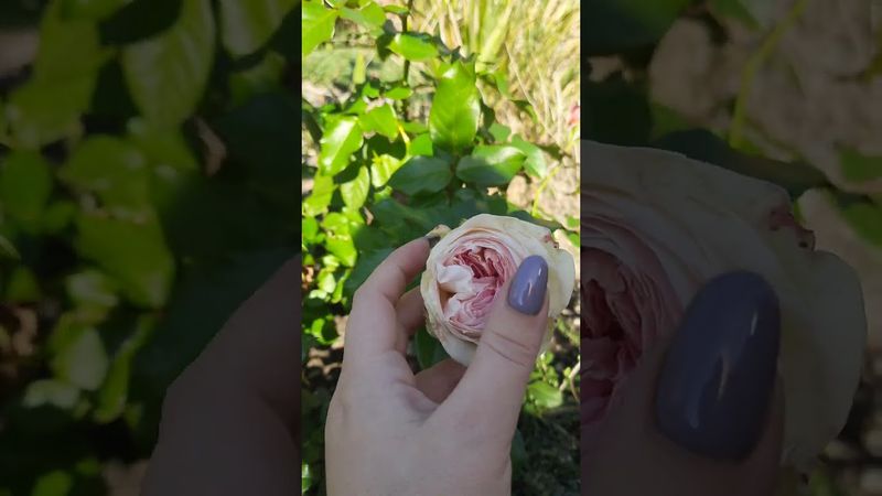 Роза Лорена саммерхаус