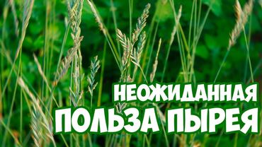 ПЫРЕЙ - полезные свойства 🌱 Сад и огород 🌱 Здоровье