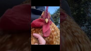 but tonight YOU belong to meeee 🐓🤣😺😍 #acapella #choir #harmony #singing