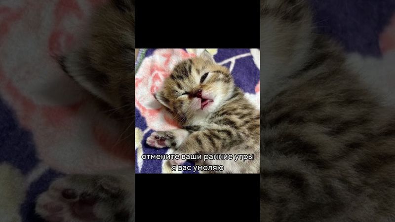 отпустите. #мем #котики #озвучка