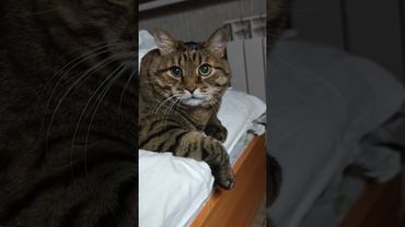 В туалете 🙀🫢😉🤣 #cat #кот #юмор #котушка #приколы #цитаты #смех