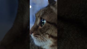 Пираньи 🐟🙀🤔🤣 #cat #кот #юмор #котушка #приколы #цитаты