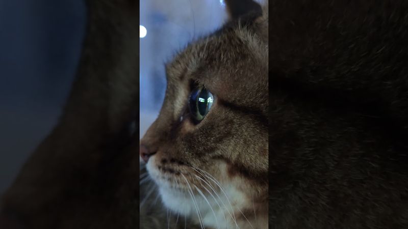 Пираньи 🐟🙀🤔🤣 #cat #кот #юмор #котушка #приколы #цитаты