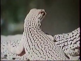 Натуралист-любитель. 4 серия. Сотворенные солнцем