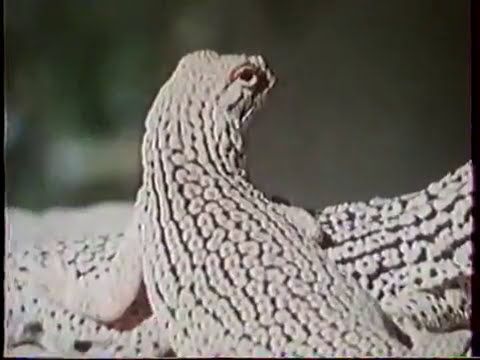 Натуралист-любитель. 4 серия. Сотворенные солнцем