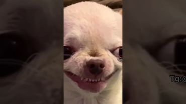 Самая красивая улыбка☺️ #мем #мемы #shorts