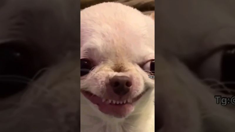 Самая красивая улыбка☺️ #мем #мемы #shorts