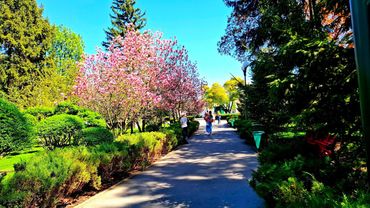 Харьков - город магнолий!! Дубайское пирожное в Кулиничах. 23.04.2025