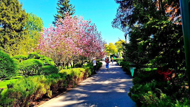 Харьков - город магнолий!! Дубайское пирожное в Кулиничах. 23.04.2025