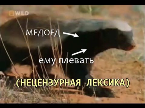 Чокнутый говнюк медовый барсук (Медоеду плевать)