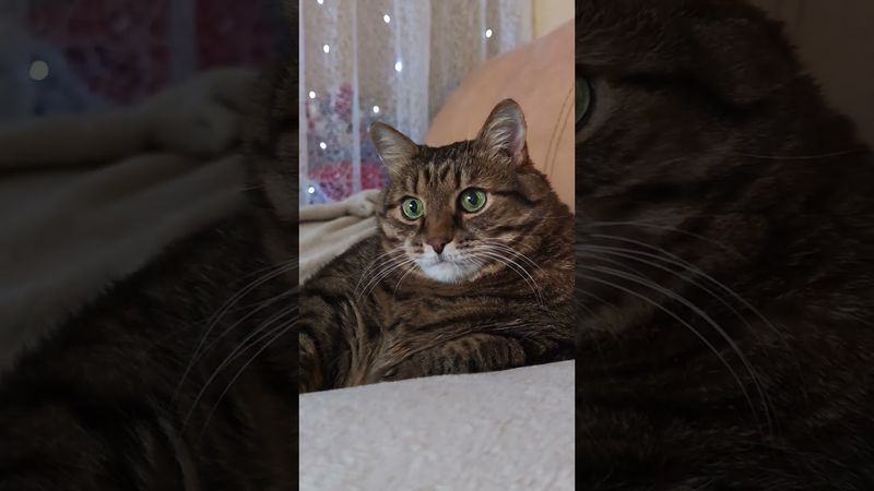 Свитер сел 🙀🤔😉🤣 #cat #кот #юмор #котушка #приколы #цитаты
