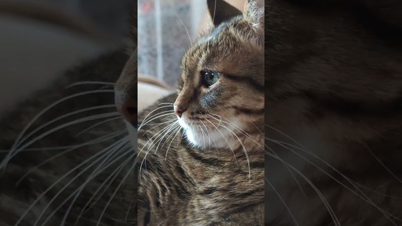 Крысы 🐀🙀🤔😉🤣 #cat #кот #котушка #юмор #приколы #цитаты