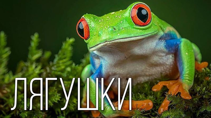 Лягушка: Бесхвостая Амфибия | Интересные факты про лягушек