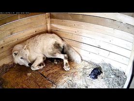 Впервые в мире Арктическая волчица родила от Волэнда. Онлайн роды у Дневной Фурии.