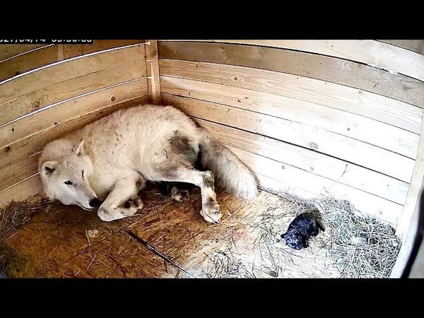 Впервые в мире Арктическая волчица родила от Волэнда. Онлайн роды у Дневной Фурии.