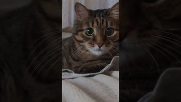 Само совершенство 🙀😮😉🤣 #cat #кот #юмор #котушка #приколы #цитаты