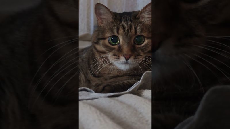 Само совершенство 🙀😮😉🤣 #cat #кот #юмор #котушка #приколы #цитаты