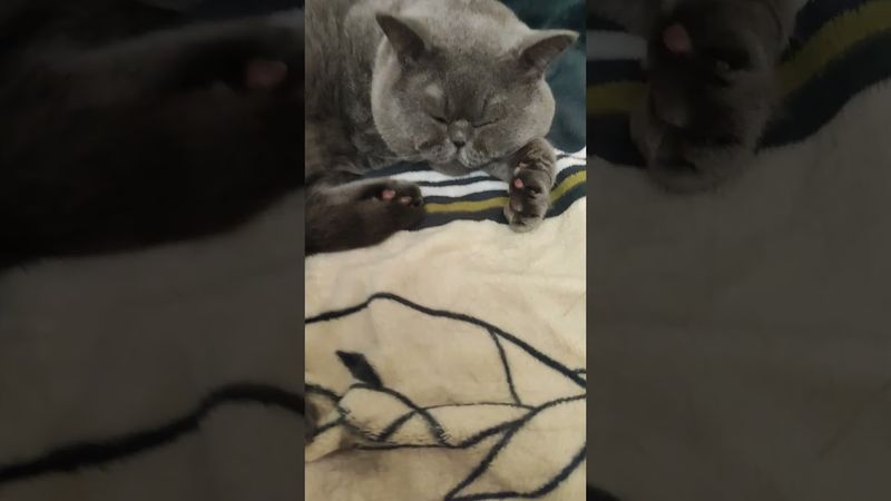 #cat #милота #позитив #юмор 👍🫶 подпишись спасибо