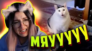 Знаєте цю стрімерку Мяууууу? Стрім рофли