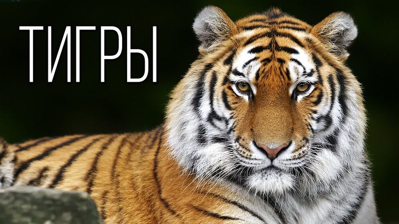 Tiger: The Striped King of Beasts | Interesting Facts About Tigers