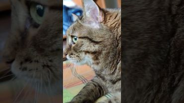 Дай прилягу 🙀😉🤔🤣 #cat #кот #юмор #котушка #приколы #цитаты