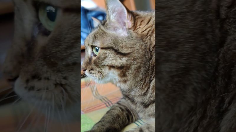 Дай прилягу 🙀😉🤔🤣 #cat #кот #юмор #котушка #приколы #цитаты