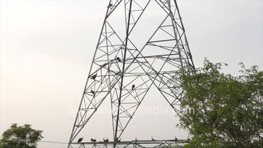 Lacking tall trees in new Indian cities, these poor Peafowl climb into metal tower to roost by night