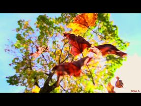 Сергей Чекалин - Падают листья.